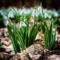 Le renouveau du printemps